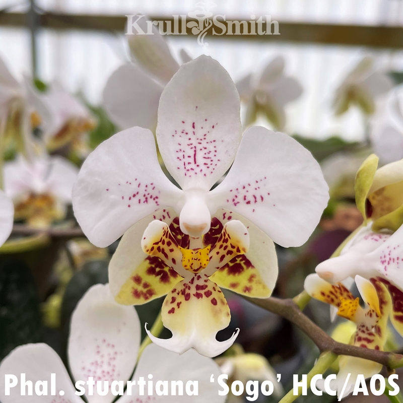 Rlc. Forever Love 'Volcano Queen' (5.5