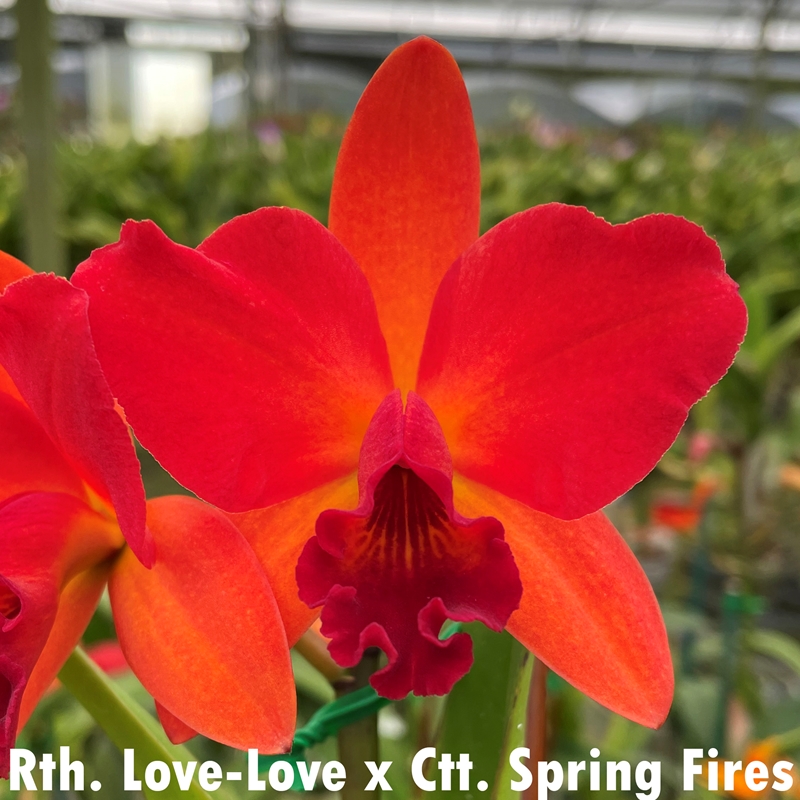 フラワーラブ 471.jpg