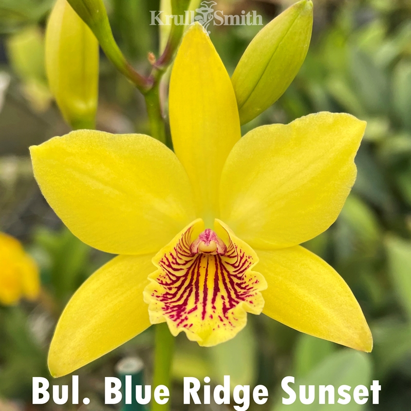Cattleya Lana Coryell x Aloha Case