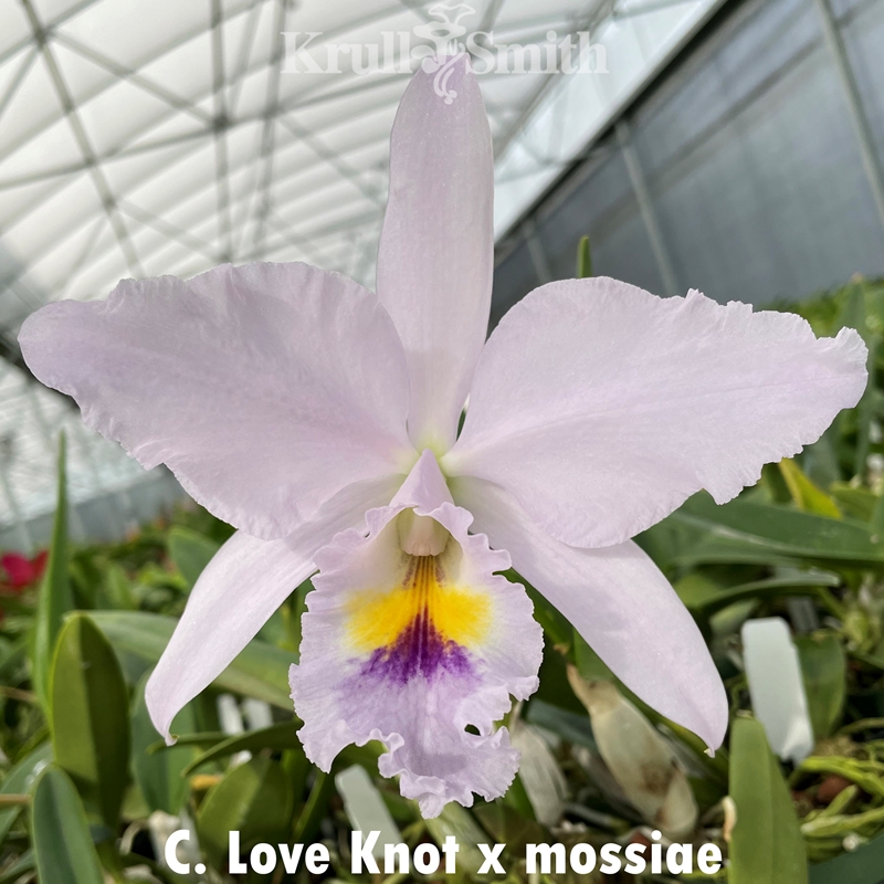C. Love Knot x mossiae