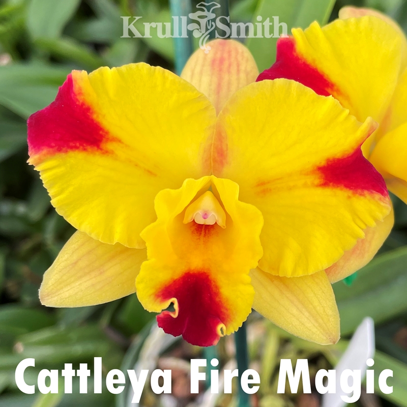 Cattleya Fire Magic