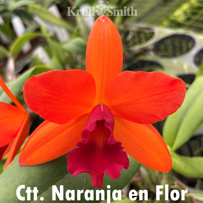 Cattleya Seedling 6-pack*