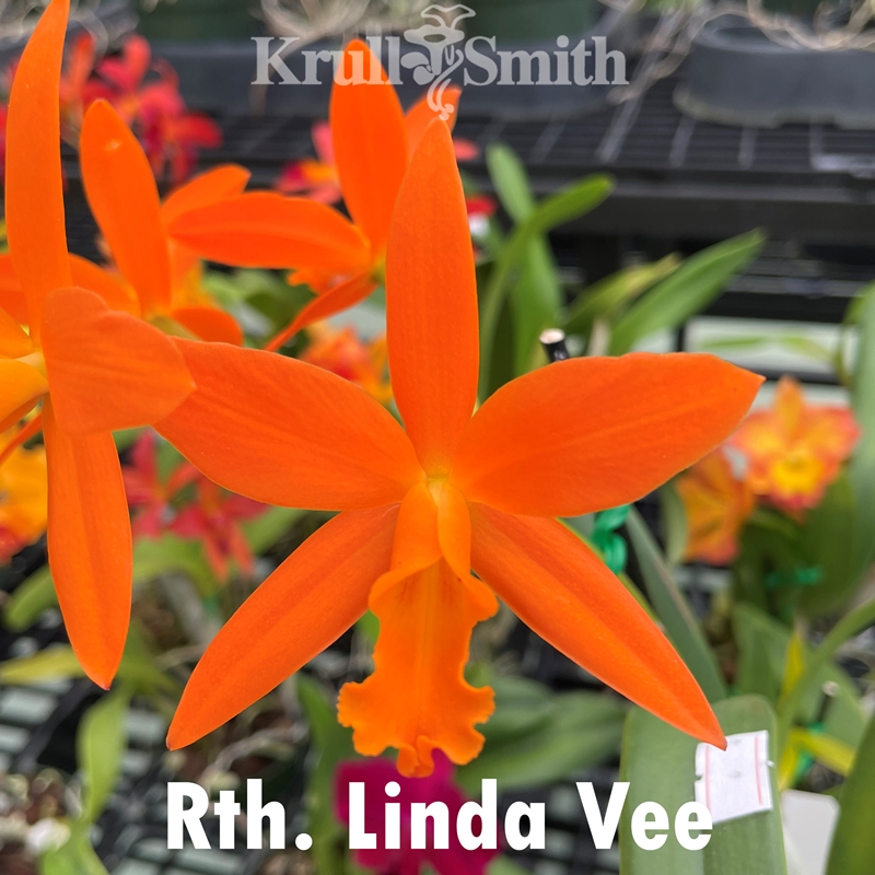 Cattleya Seedling 6-pack*