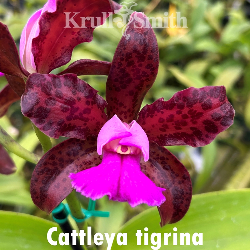 Spotted Cattleya 4-Pack*