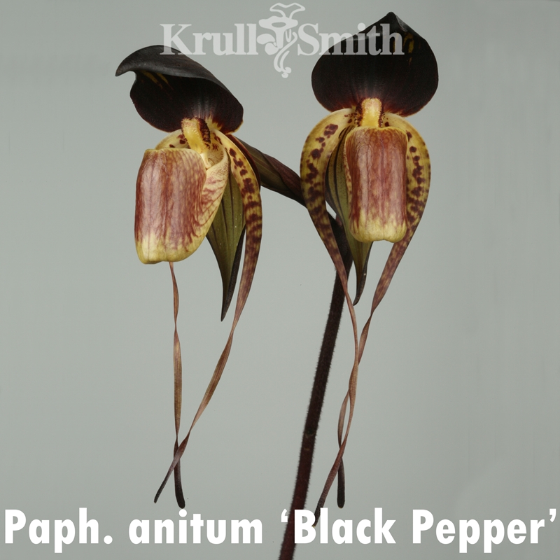 Parent Seedling Paphiopedilum Hsinying Anita