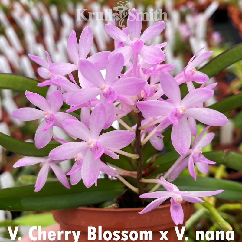Neofinetia/Vanda falcata Mystery Box*