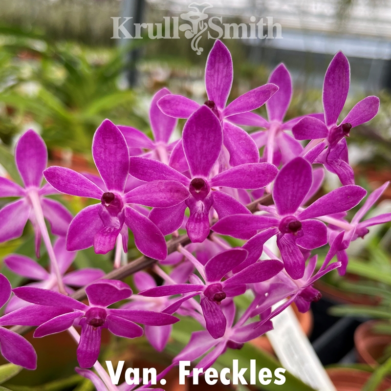 Neofinetia/Vanda falcata Mystery Box*