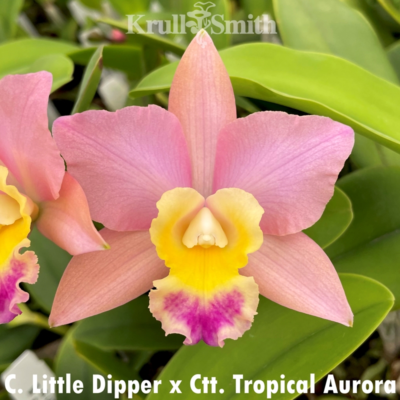 C. Little Dipper x Ctt. Tropical Aurora