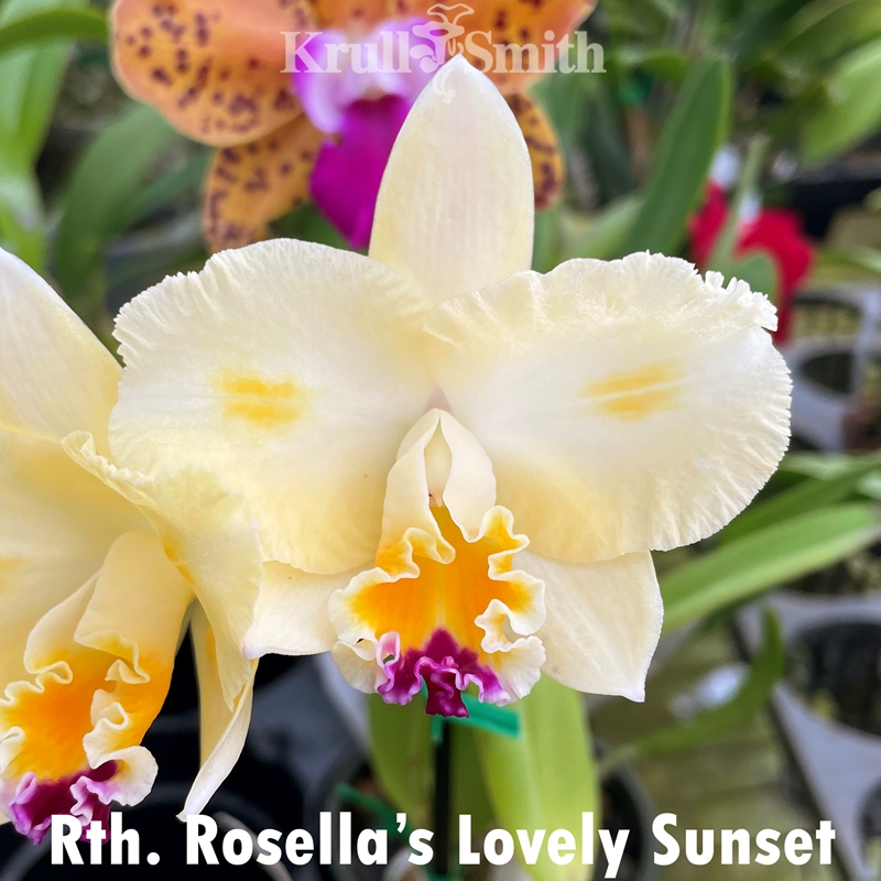 クレアローズ☆ドテラ サルベル Rth. Rosella's Lovely Sunset