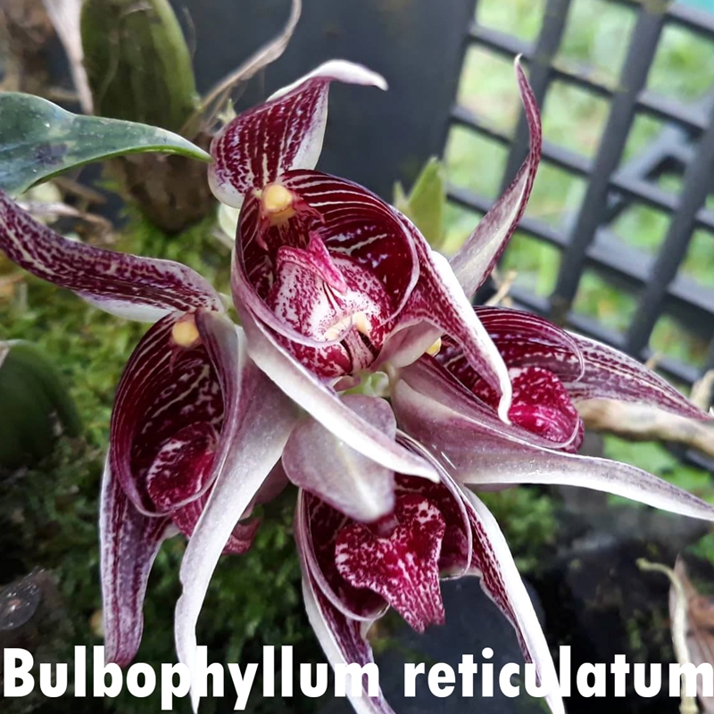 Parent Seedling Bulbophyllum virescens x reticulatum