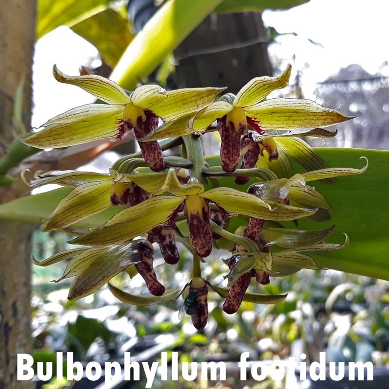 Parent Seedling Bulbophyllum binnendijkii x foetidum