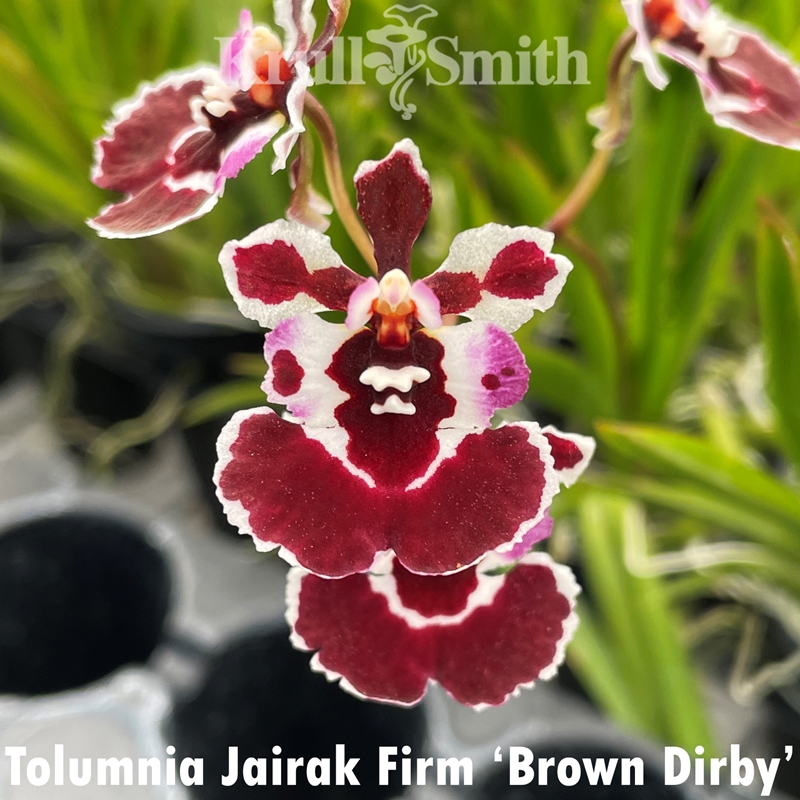 Tolumnia Jairak Firm 'Brown Derby'
