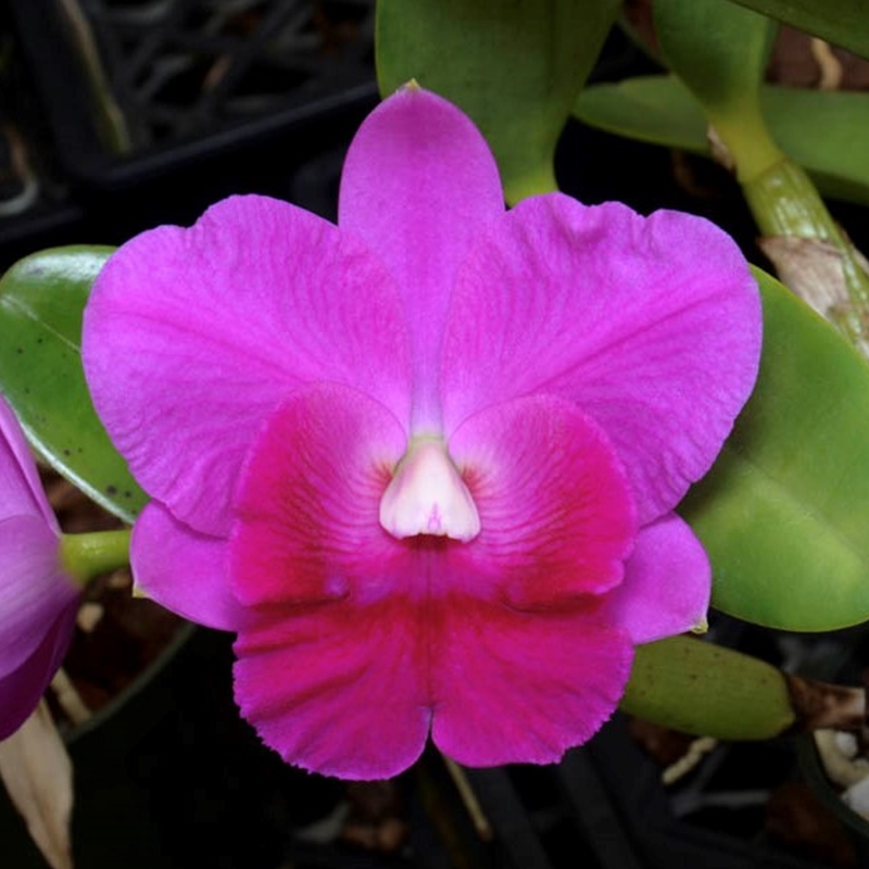 Parent Seedling Cattleya Purple Splendor x Sydney J