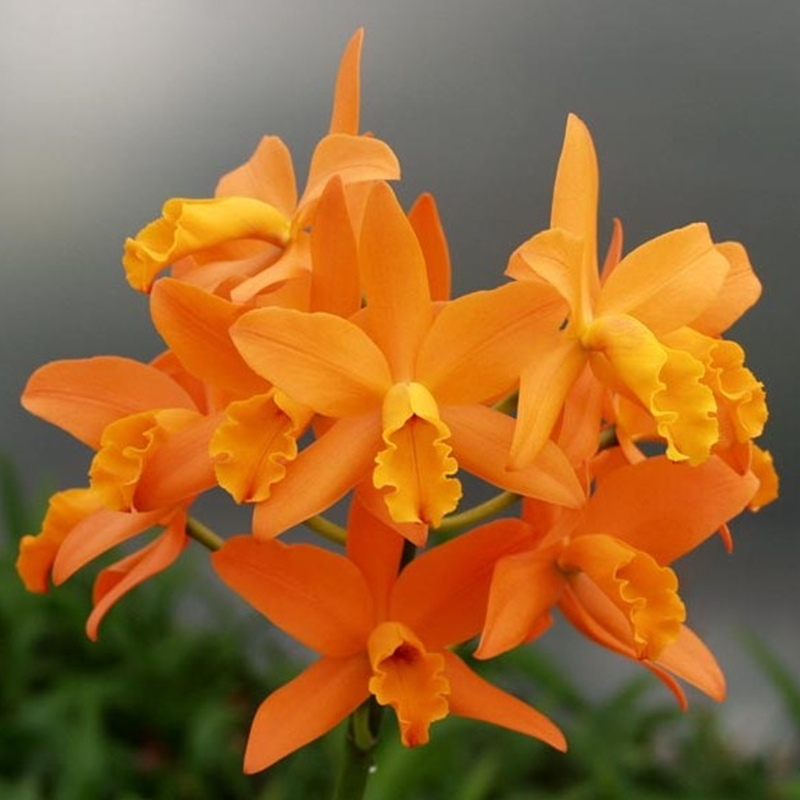 Parent Seedling Rth. Izumi Charm x Rth. Guess What