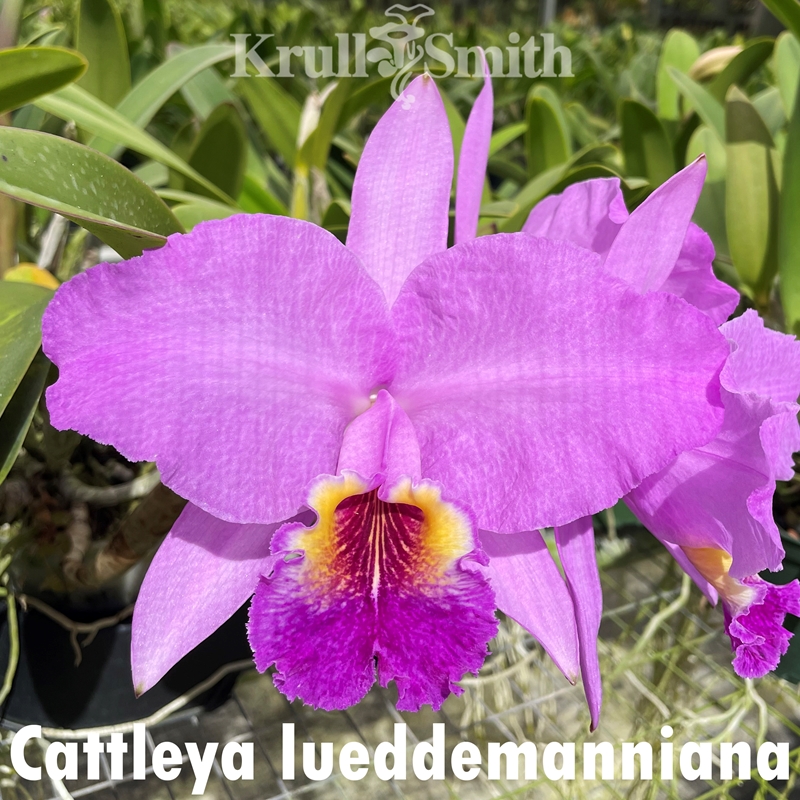 Cattleya Lueddemanniana 'Leslie' AM/AOS X 'Crownfox Goliath' FCC/AOS – Orchid Hybrid 1 thumbnail image