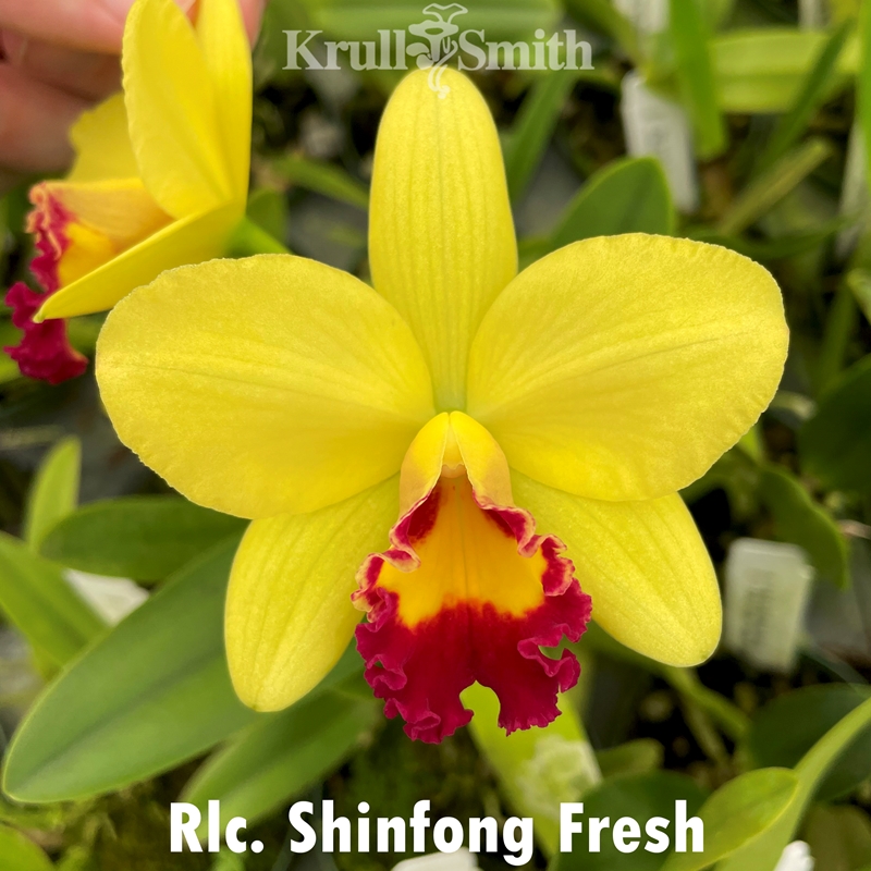 Krull-Smith - Rlc. Mount Dora
