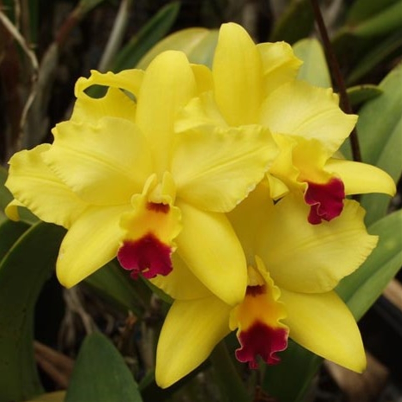 Parent Seedling Cattleya Patsy Temple