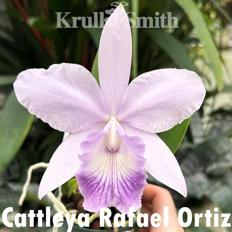 Compact Cattleya 6-Pack*