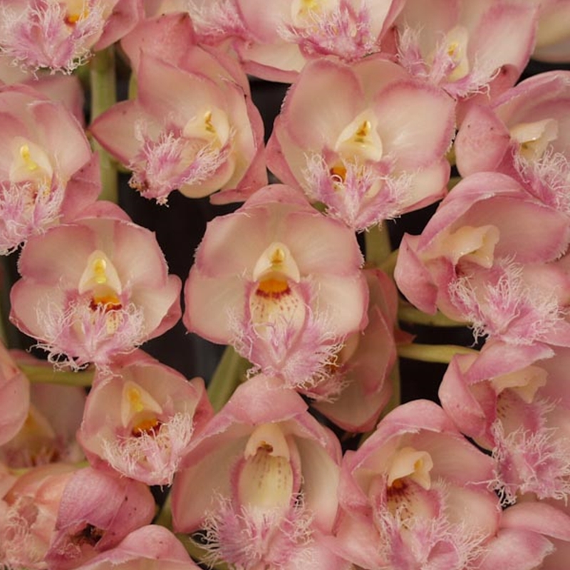 Clowesia Rebecca Northen 'Mikabi' (Grace Dunn x rosea