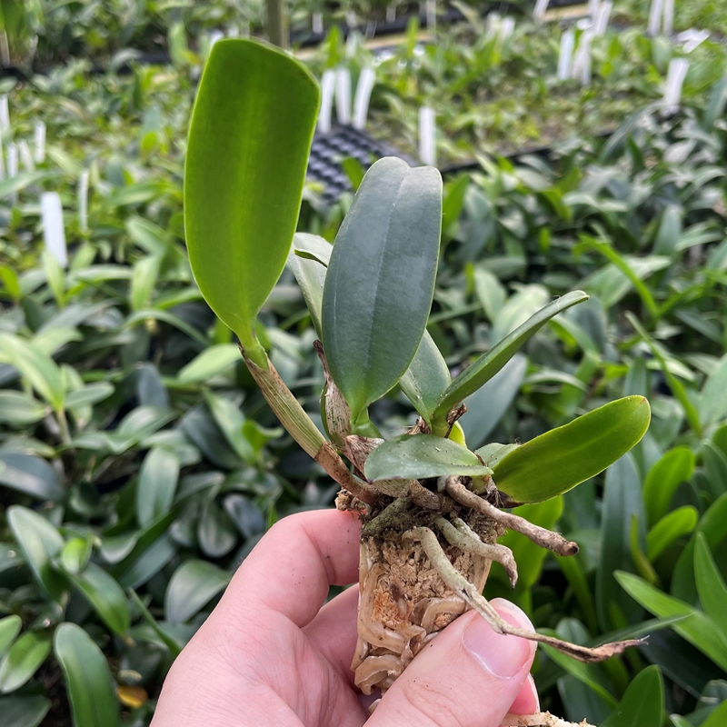 Cattleya Dugout 4-Pack