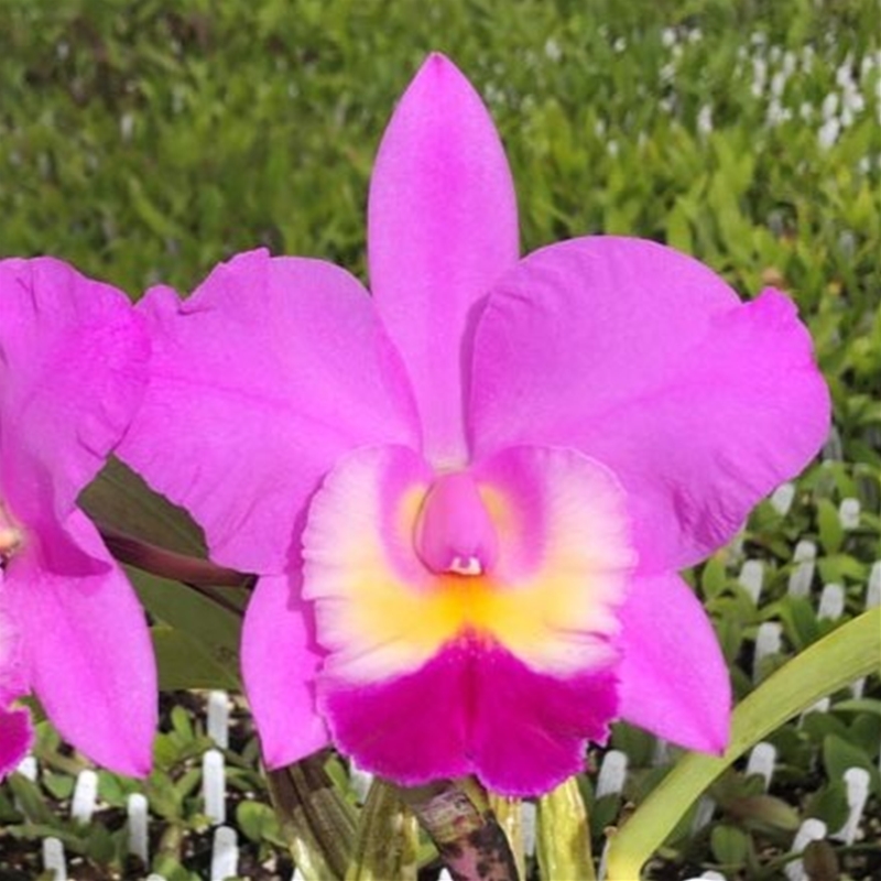 Parent Seedling Cattleya Little Dipper x Rosie's Surprise