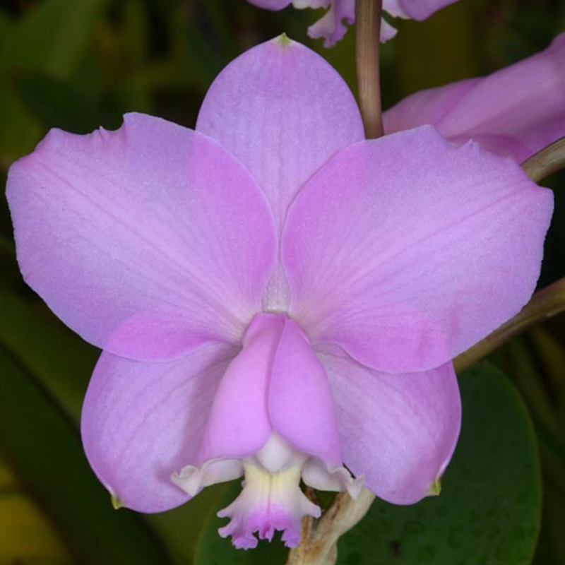 Parent Seedling Cattleya Beaumesnil