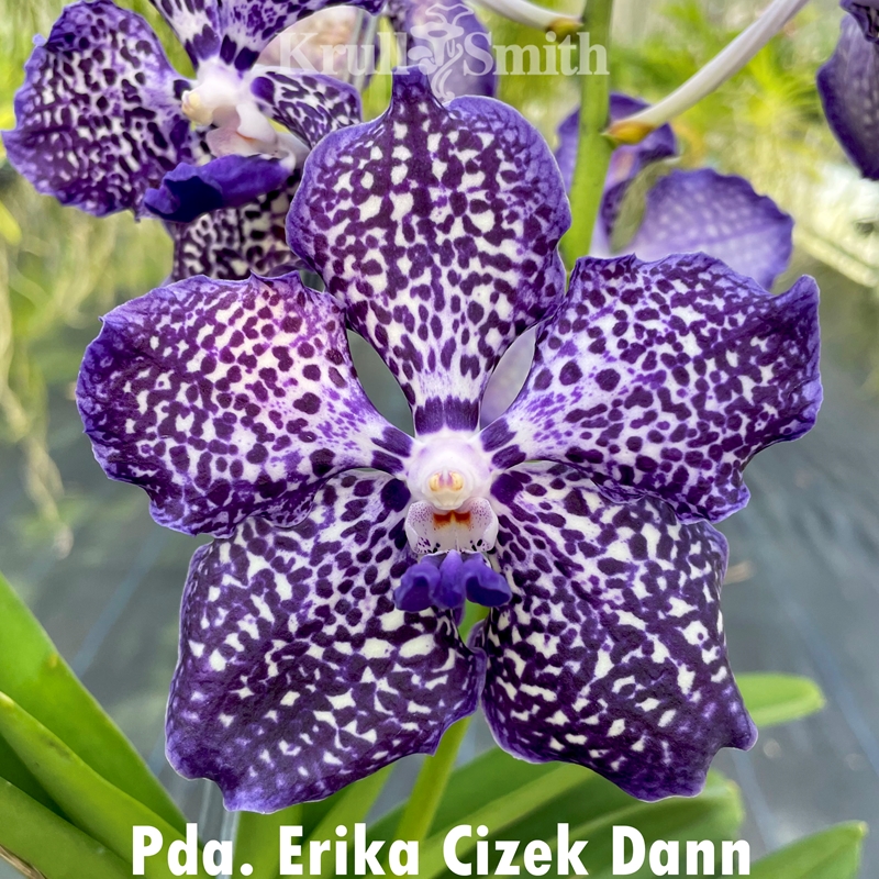 Parent Seedling Vanda Black Diamond x Pda. Erika Cizek Dann (Dug Ups)