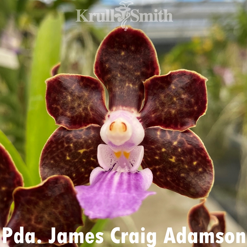 Vanda Mimi Palmer x Motes Purple Haze