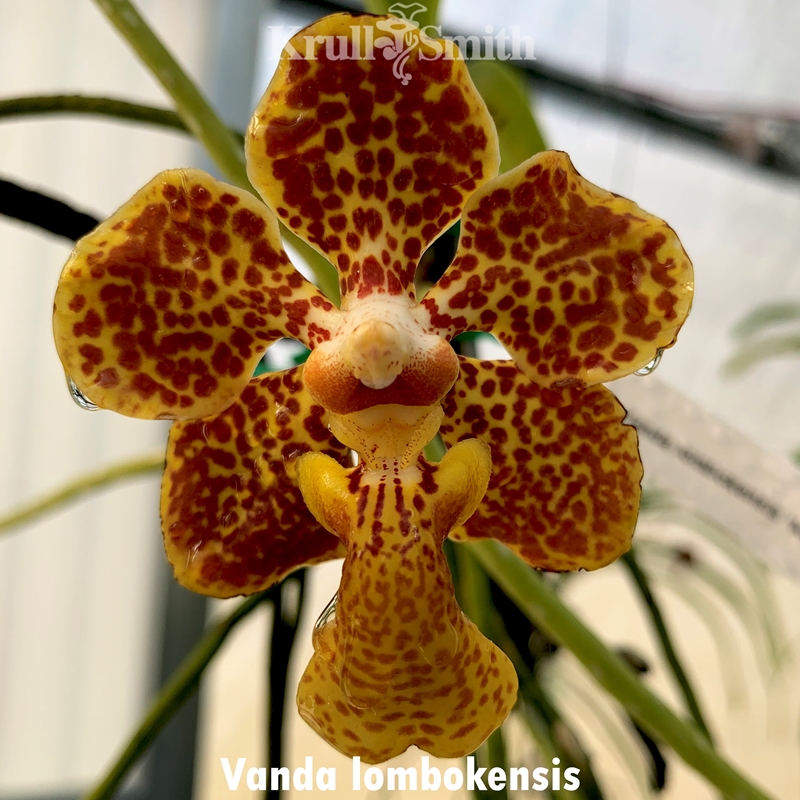 Parent Seedling Pda. James Craig Adamson x Vanda lombokensis (Dug Ups)