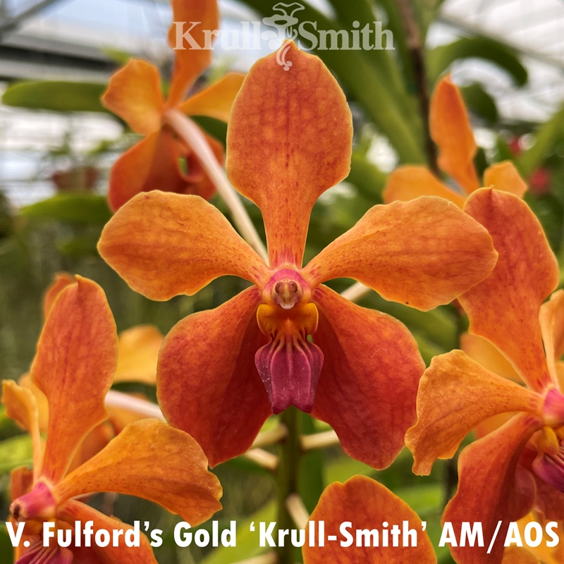 Vanda Fulford's Gold x Vanda lombokensis