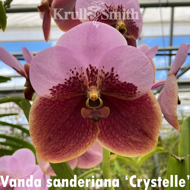 Vanda sanderiana x Vanda lombokensis