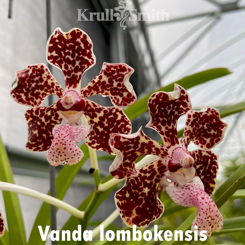 Parent Seedling Vanda Grove's Dream (White) x Vanda lombokensis (Dug Ups)