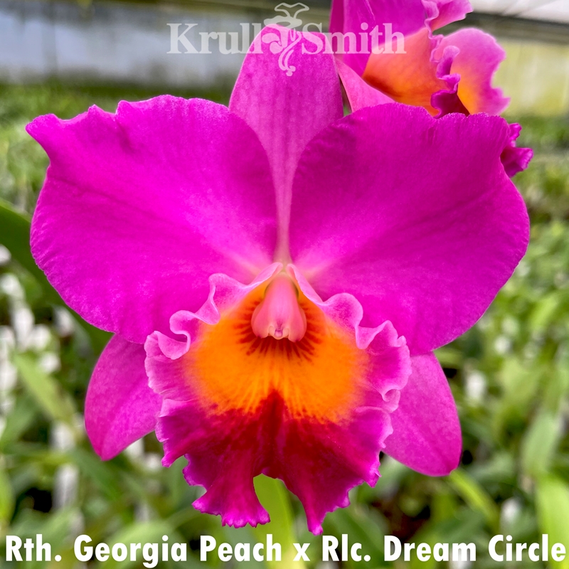 Rth. Georgia Peach x Rlc. Dream Circle