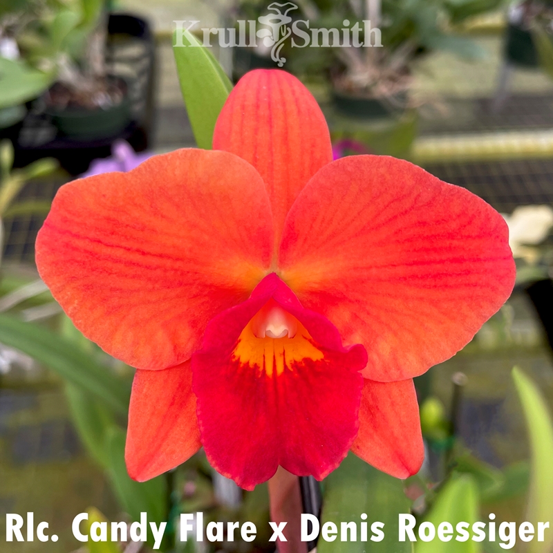 Cattleya Mystery 5-Pack*