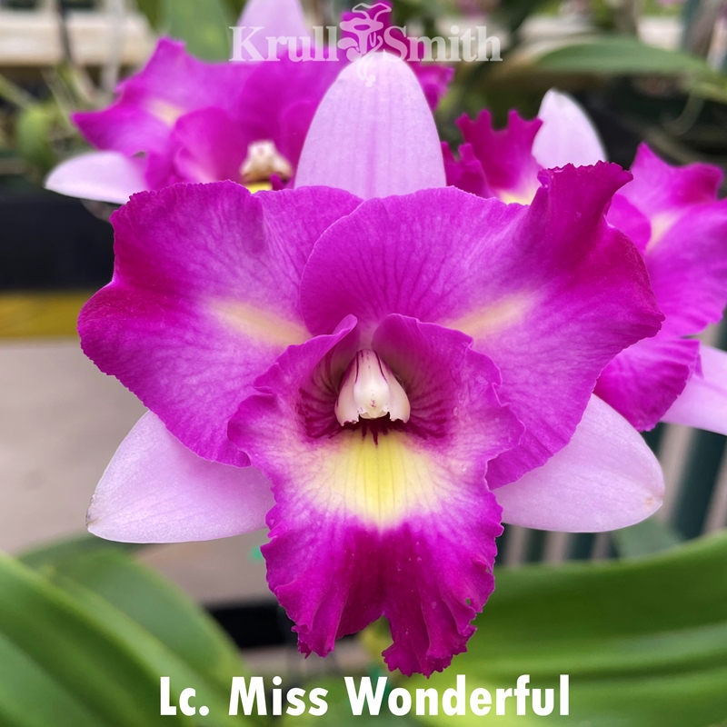 Cattleya Mystery 5-Pack*