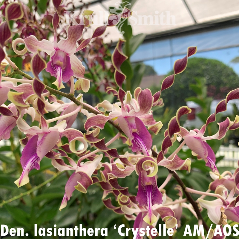 Parent Seedling Dendrobium lasianthera ('Frank Smith' FCC/AOS x 'Crystelle' AM/AOS)