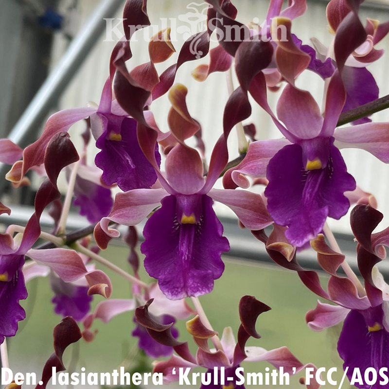 Parent Seedling Dendrobium lasianthera ('Mem. Kevin Zatkovich' x 'Krull-Smith' FCC/AOS)