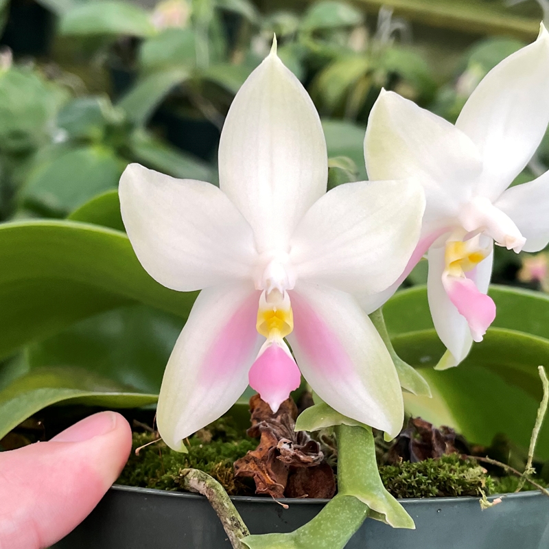 Krull-Smith - Phalaenopsis Select 4