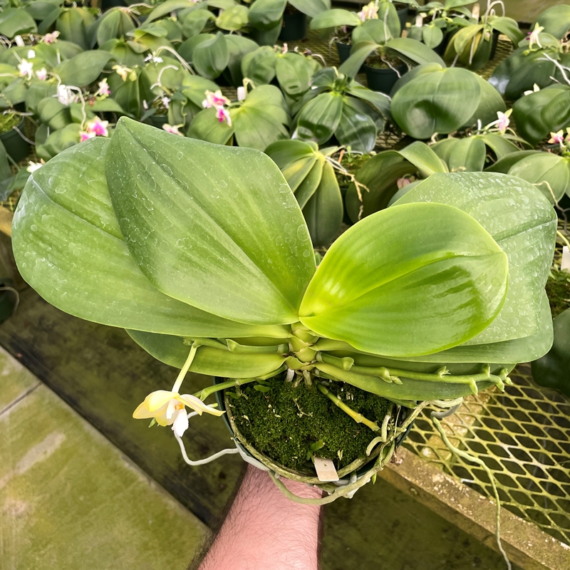 Krull-Smith - Phalaenopsis Select 18