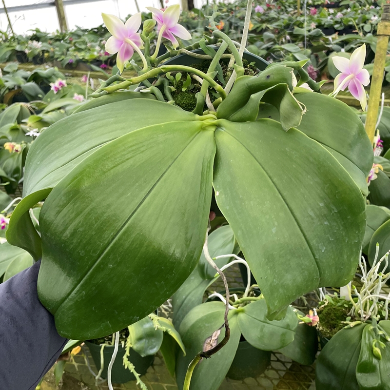 Krull-Smith - Phalaenopsis Select 20