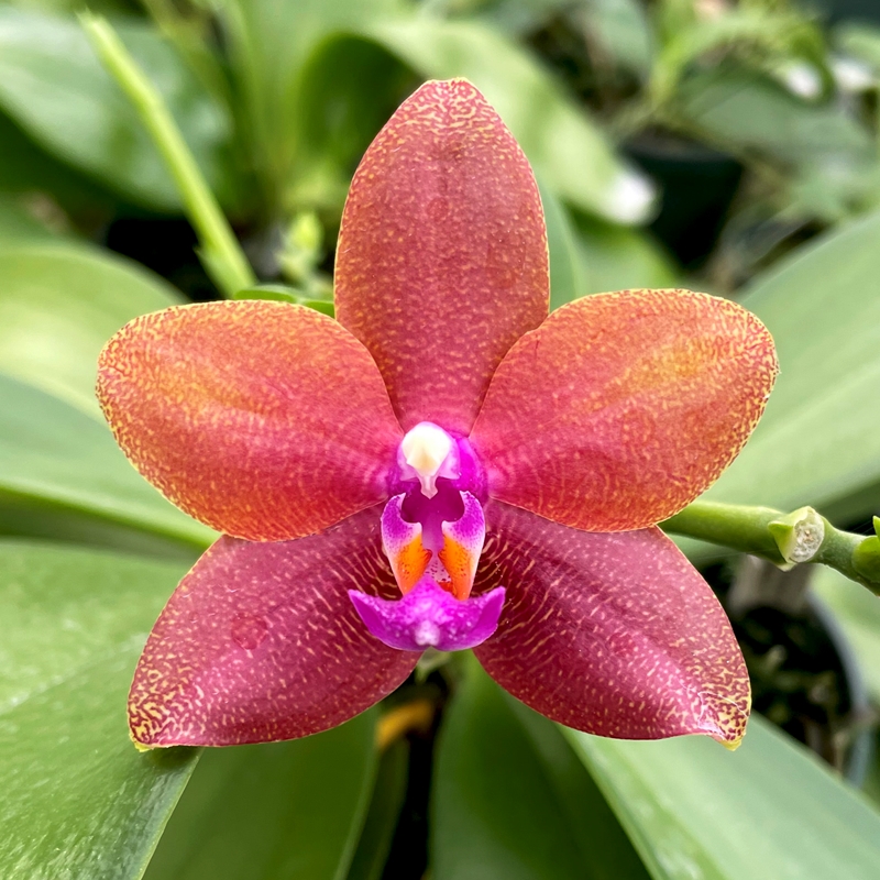 Krull-Smith - Phalaenopsis Select 22