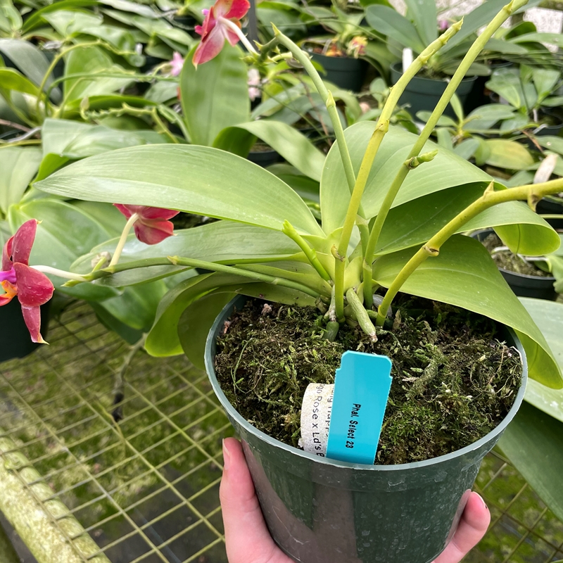 Krull-Smith - Phalaenopsis Select 23