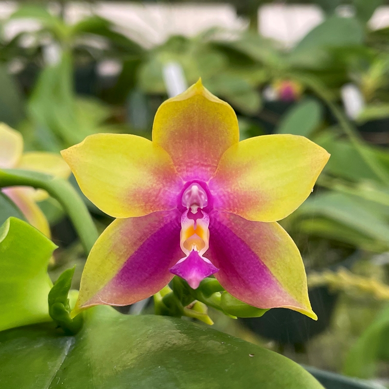 Krull-Smith - Phalaenopsis Select 32