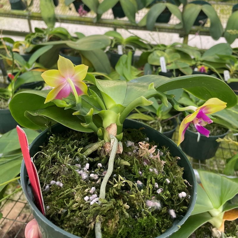 Krull-Smith - Phalaenopsis Select 32