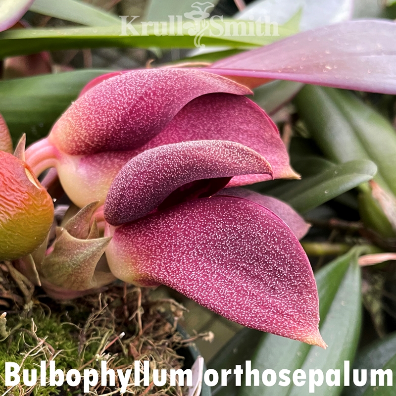 Cattleya Zip