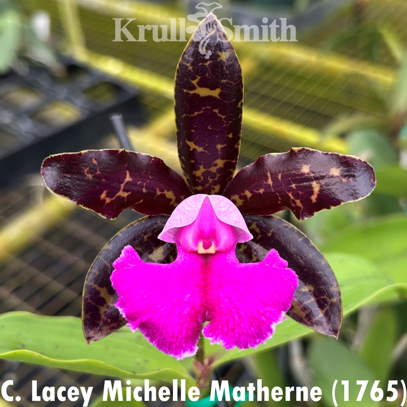 Cattleya Lacey Michelle Matherne