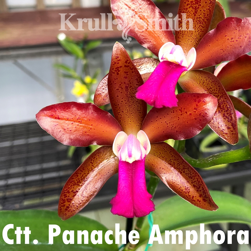 新品同様 Northen Rebecca Clowesia x Taylor Chuck Ctsm. その他多肉植物