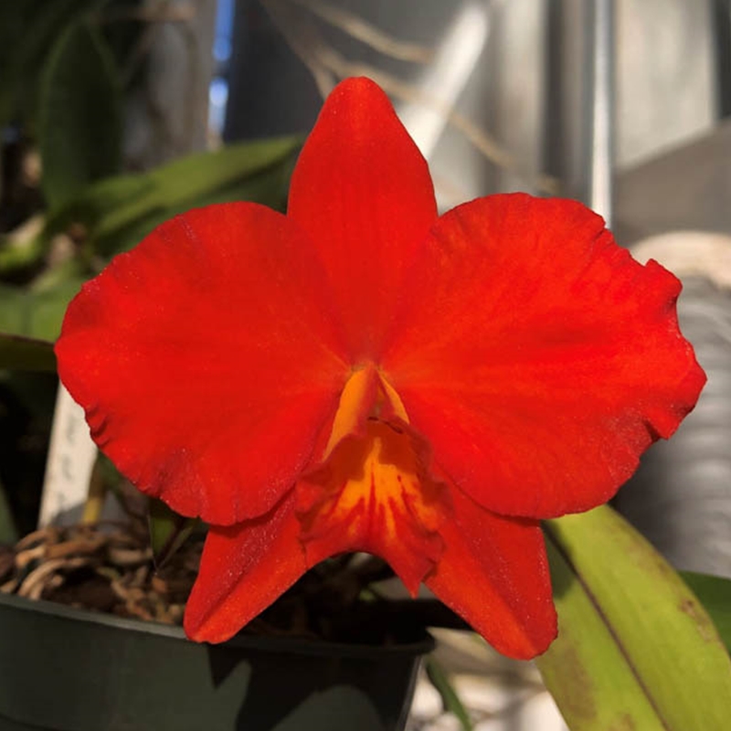 Parent Seedling Rlc. Carolina Splendor x Seagull's Apricot