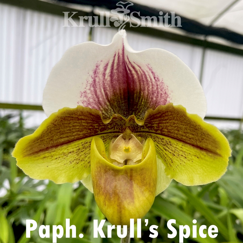 Cattleya Exotic Fireworks