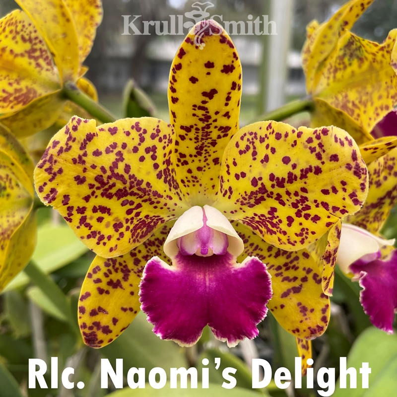Rlc. Naomi's Delight